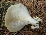 Pleurotus pulmonarius image