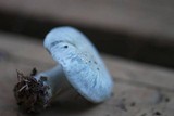 Clitocybe odora var. pacifica image