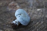 Clitocybe odora image