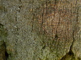 Lecania cyrtella image