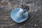 Clitocybe odora var. pacifica image