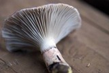 Gomphidius glutinosus image