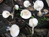 Ossicaulis lachnopus image