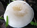 Ossicaulis lachnopus image