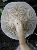 Ossicaulis lachnopus image
