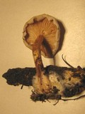 Ossicaulis lachnopus image