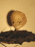 Ossicaulis lachnopus image