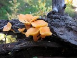 Chrysomphalina aurantiaca image