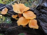 Chrysomphalina aurantiaca image