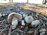 Agaricus californicus image