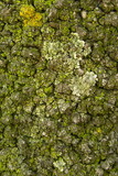Candelariella vitellina image