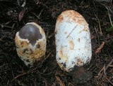 Amanita pachycolea image