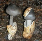 Amanita pachycolea image