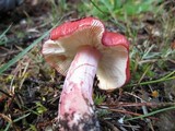 Russula sanguinaria image
