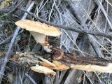 Polyporus tuberaster image
