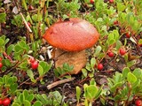 Leccinum arctostaphyli image