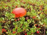 Leccinum arctostaphyli image