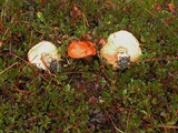 Leccinum arctostaphyli image