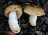 Russula fragrantissima image