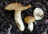 Russula fragrantissima image