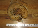 Neolentinus lepideus image