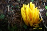 Clavulinopsis fusiformis image