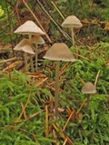 Mycena galericulata image