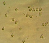 Mycena galericulata image