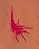 Mycena galericulata image