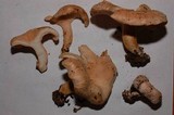 Lactarius pubescens image