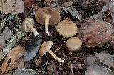 Inocybe leiocephala image