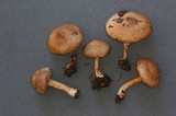 Inocybe leiocephala image