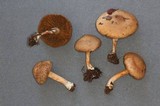 Inocybe leiocephala image