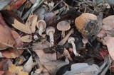 Cortinarius casimiri image