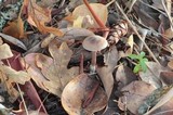 Cortinarius casimiri image