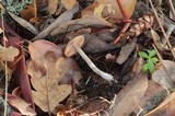 Cortinarius casimiri image