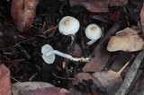 Inocybe lilacina image