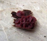 Ascocoryne sarcoides image