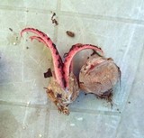 Clathrus archeri image