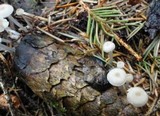 Roridomyces roridus image