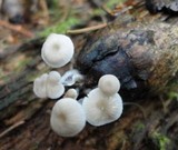 Roridomyces roridus image
