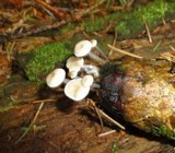 Roridomyces roridus image
