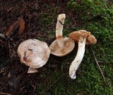Cortinarius barbatus image