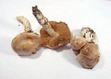 Cortinarius barbatus image