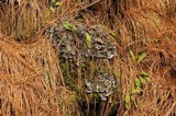 Peltigera neopolydactyla image