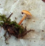 Cystoderma amianthinum image