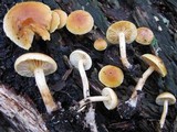 Gymnopilus penetrans image