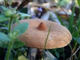 Lactarius camphoratus image