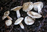 Russula densifolia image