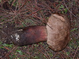 Boletus rubripes image
